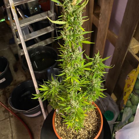 Royal Queen Seeds/ Medusa F1 #1 growlog timeline photo