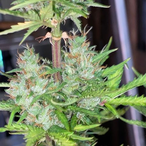 Royal Queen Seeds/ Medusa F1 #1 growlog timeline photo