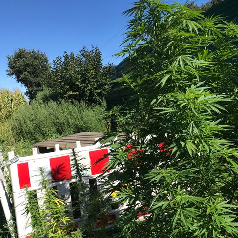 Hollands Hope  #1 growlog timeline photo