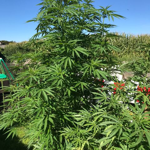 Hollands Hope  #1 growlog timeline photo