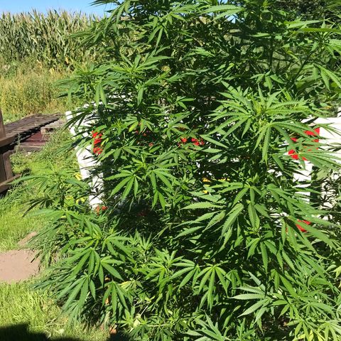 Hollands Hope  #1 growlog timeline photo