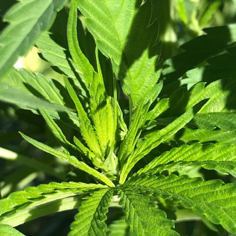 Hollands Hope  #2 growlog timeline photo