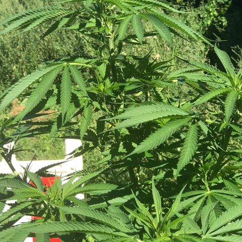 Hollands Hope  #2 growlog timeline photo