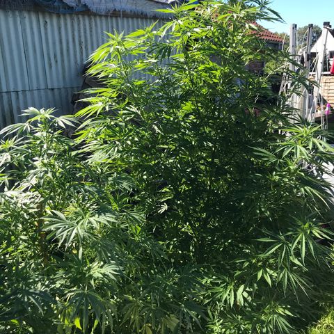 Hollands Hope  #1 growlog timeline photo