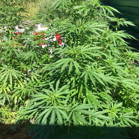 Hollands Hope  #2 growlog timeline photo