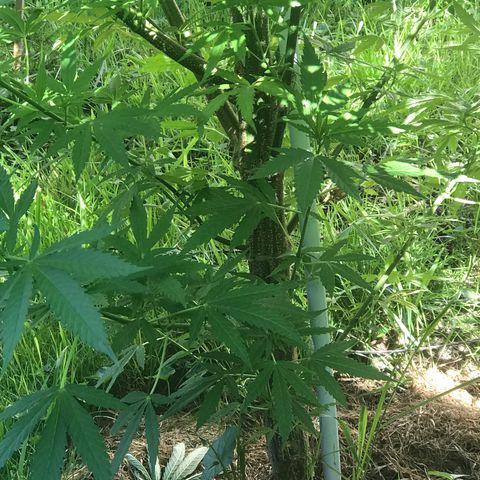 Hollands Hope  #1 growlog timeline photo