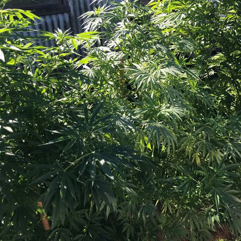Hollands Hope  #2 growlog timeline photo