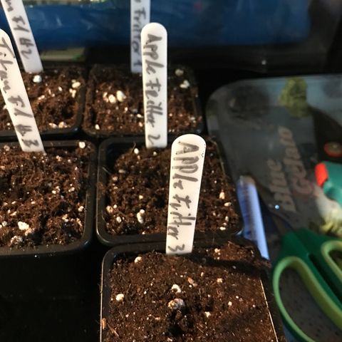Royal Apple Fritter #1 growlog timeline photo