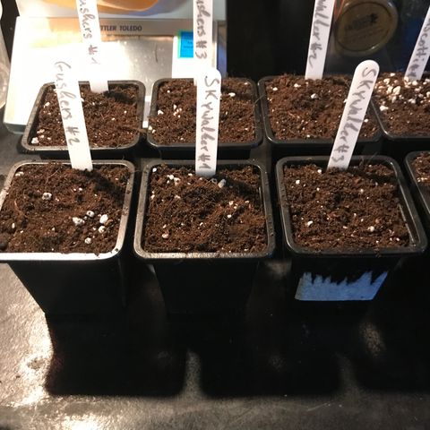 Royal Apple Fritter #1 growlog timeline photo