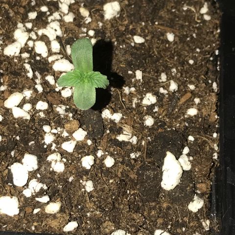 Titan F1 #1 growlog timeline photo