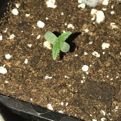 Royal Skywalker  #1 growlog timeline photo
