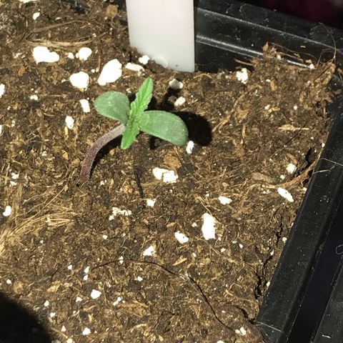 Royal Gushers #1 growlog timeline photo