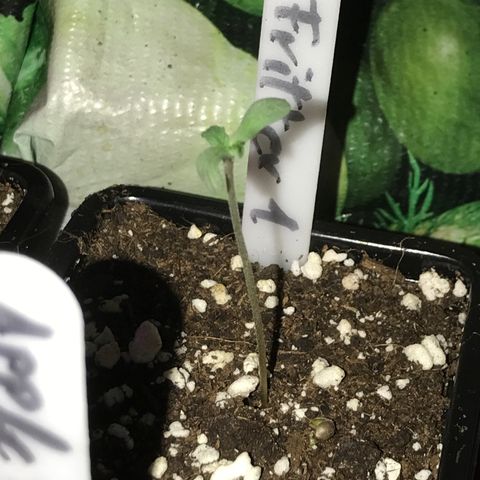 Royal Apple Fritter #1 growlog timeline photo