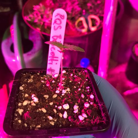 Royal Biscotti  #2 growlog timeline photo