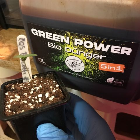 Royal Biscotti  #2 growlog timeline photo
