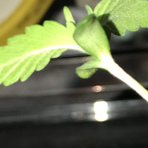 Royal Gushers #1 growlog timeline photo