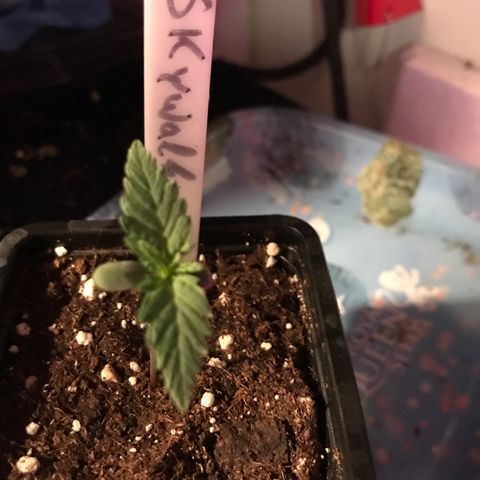 Royal Skywalker  #1 growlog timeline photo