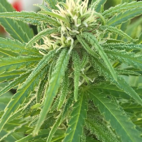 Monster Bud kush  growlog timeline photo