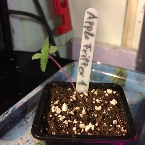 Royal Apple Fritter #1 growlog timeline photo