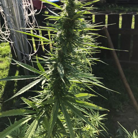 Monster Bud kush  growlog timeline photo