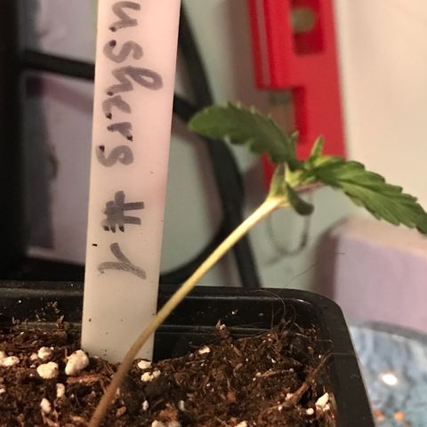 Royal Gushers #1 growlog timeline photo
