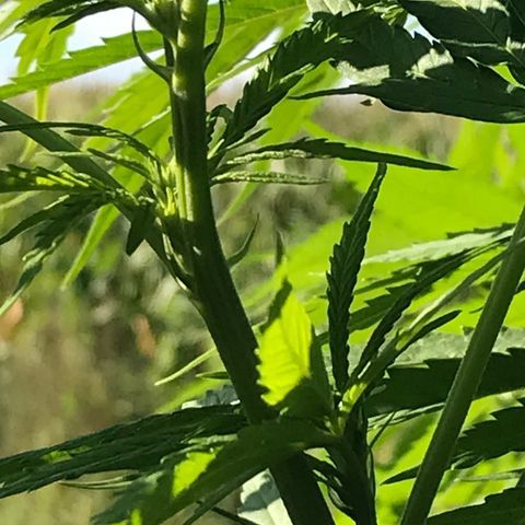 Hollands Hope  #1 growlog timeline photo