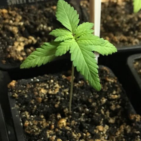 Sweet Lemon Ak #2 growlog timeline photo