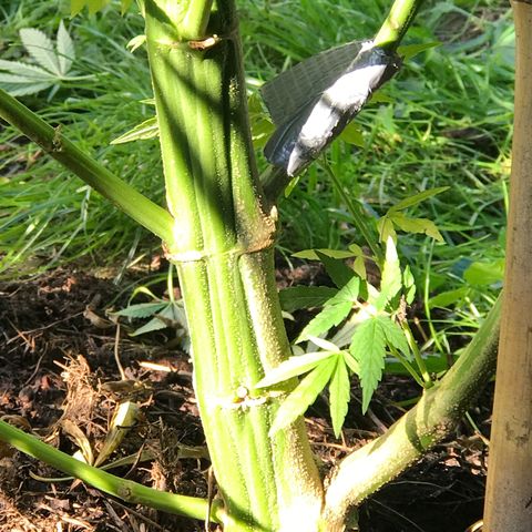 Hollands Hope  #2 growlog timeline photo