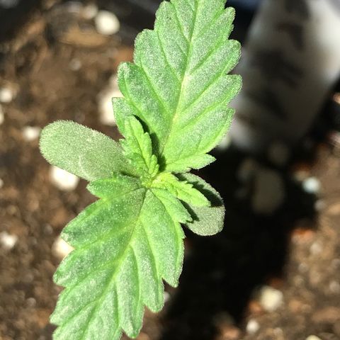 Royal Skywalker  #1 growlog timeline photo