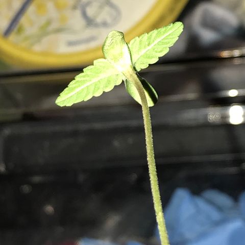 Royal Apple Fritter #1 growlog timeline photo