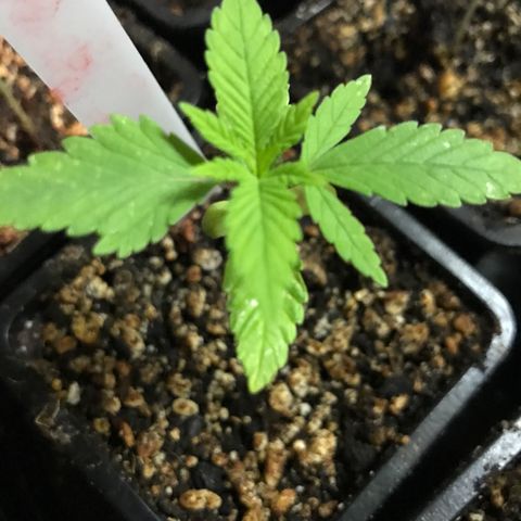 Black Orchid  #2 growlog timeline photo