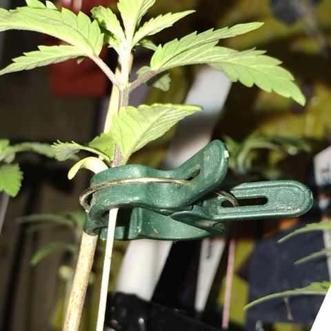 Do- Si- Dos #2 growlog timeline photo