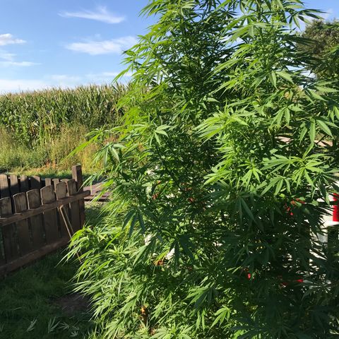 Hollands Hope  #1 growlog timeline photo