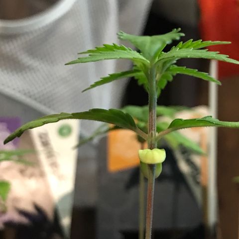 Sweet Lemon Ak #3 growlog timeline photo