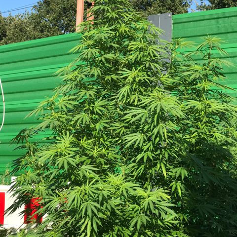 Hollands Hope  #1 growlog timeline photo