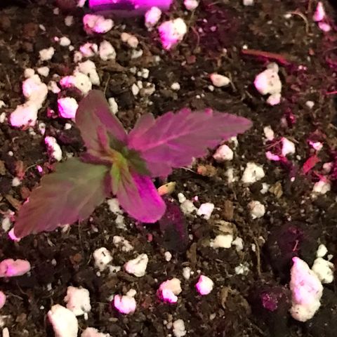 Titan F1 #1 growlog timeline photo