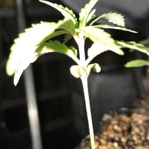 Black Orchid  #3 growlog timeline photo