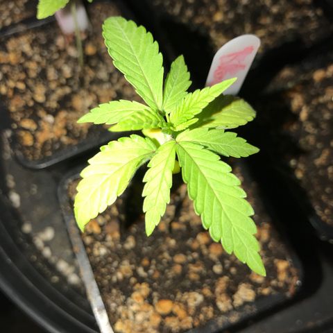 Black Orchid  #3 growlog timeline photo