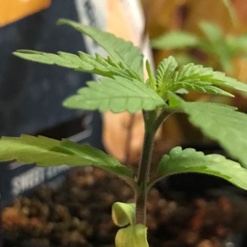 Black Orchid  #1 growlog timeline photo