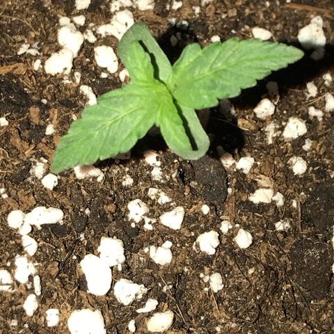 Titan F1 #1 growlog timeline photo