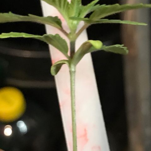 Black Orchid  #2 growlog timeline photo