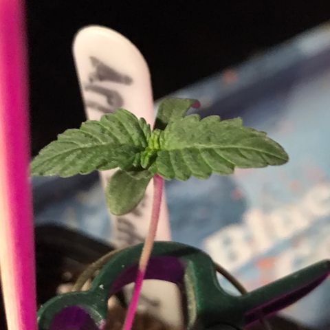 Royal Apple Fritter #2 growlog timeline photo
