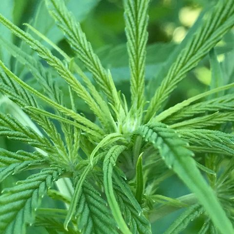 Hollands Hope  #1 growlog timeline photo