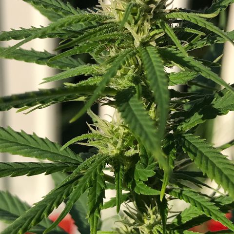 Monster Bud kush  growlog timeline photo