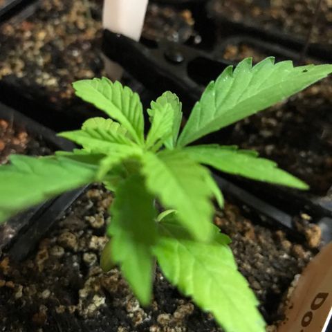 Do- Si- Dos #1 growlog timeline photo