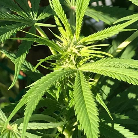 Hollands Hope  #2 growlog timeline photo