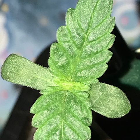 Royal Apple Fritter #2 growlog timeline photo