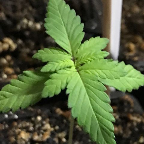 Sweet Lemon Ak #2 growlog timeline photo