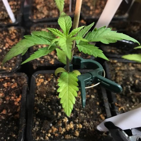 Do- Si- Dos #2 growlog timeline photo