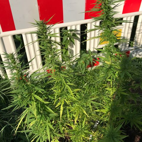 Monster Bud kush  growlog timeline photo